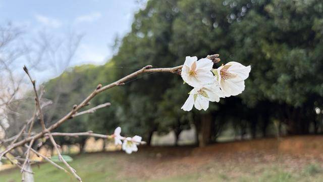 冬未至春尚远长沙的樱花也突然开了